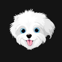 Bichon Dog