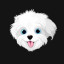 Bichon Dog